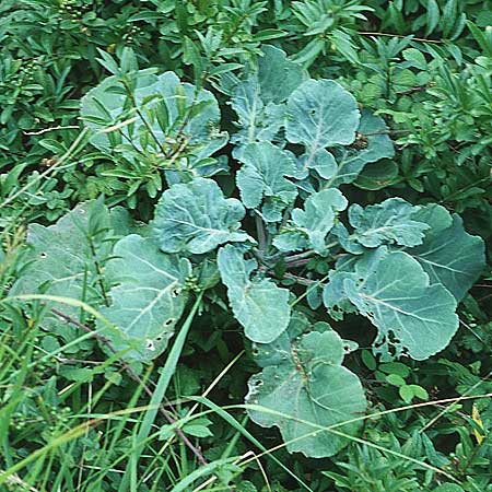 Brassica oleracea \ Klippen-Kohl, Wild-Kohl / Wild Cabbage, GB Dover 20.8.2005