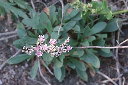 Limonium binervosum agg. \ Felsen-Strandflieder / Rock Sea Lavender, GB Tintagel 10.7.1997