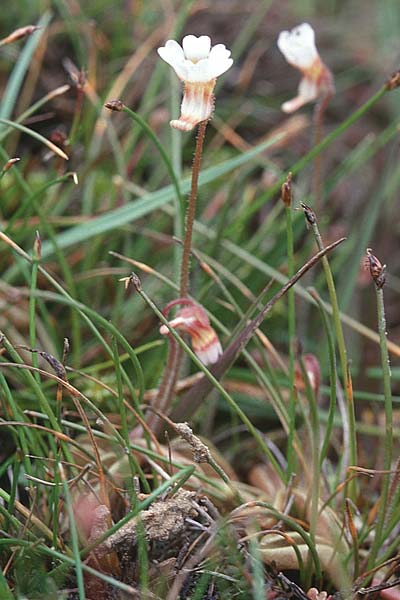 Pinguicula lusitanica \ Portugiesisches Fettkraut / Pale Butterwort, GB Hampshire,  New Forest 14.6.1999