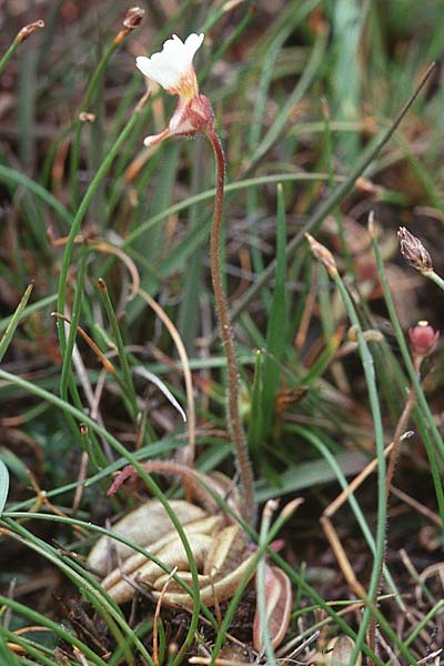Pinguicula lusitanica \ Portugiesisches Fettkraut / Pale Butterwort, GB Hampshire,  New Forest 14.6.1999