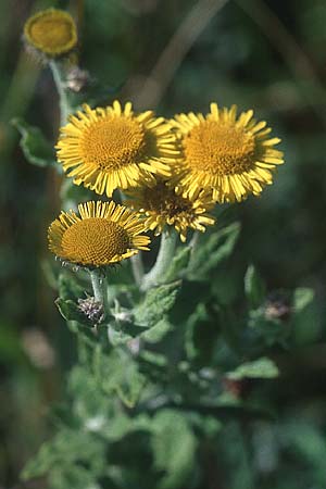 Pulicaria dysenterica \ Groes Flohkraut / Common Fleabane, GB South Wales, Kenfig 7.8.2005
