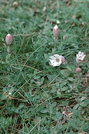 Silene uniflora \ Einbltiges Leimkraut / Sea Campion, GB Tintagel 10.7.1997
