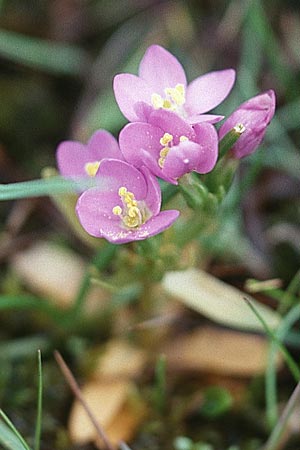 Centaurium littorale \ Strand-Tausendgldenkraut / Seaside Centaury, GB Holy Island Lindisfarne 1.8.1998