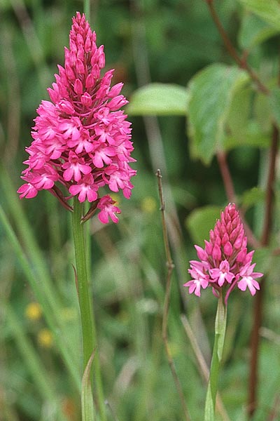 Anacamptis pyramidalis \ Pyramidenorchis, Hundswurz, GB  Kent Chatham 12.6.1999 