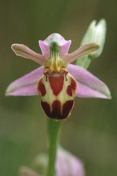 Ophrys apifera var. belgarum \ Belger-Bienen-Ragwurz / Belgae Bee Orchid, GB  Gloucester 15.6.1999 