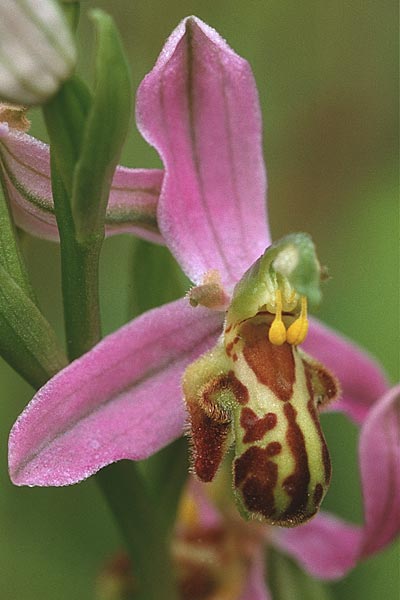 Ophrys apifera var. trollii \ Trolls Bienen-Ragwurz / Troll's Bee Orchid, GB  Bristol 15.6.1999 