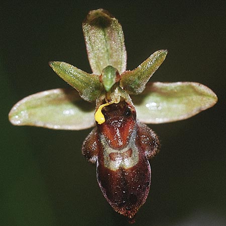 Ophrys apifera var. aurita x insectifera, GB   Chichester 20.6.1999 