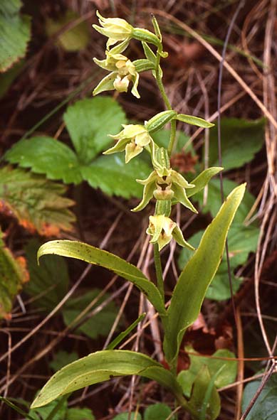 Epipactis phyllanthes var. cambrensis \ Walisische Grünblütige Ständelwurz, GB  South Wales, Kenfig 6.8.2004 (Photo: John Spencer)