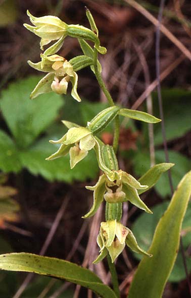 Epipactis phyllanthes var. cambrensis \ Walisische Grünblütige Ständelwurz, GB  South Wales, Kenfig 6.8.2004 (Photo: John Spencer)