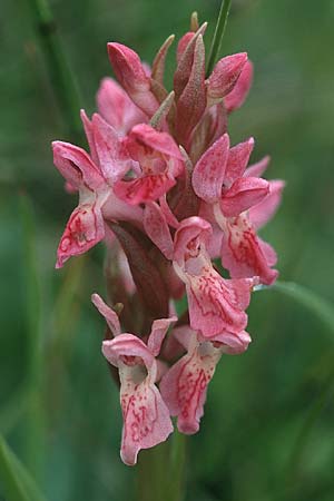 Dactylorhiza coccinea \ Dünen-Fingerwurz, GB  South Wales, Kenfig 16.6.1999 