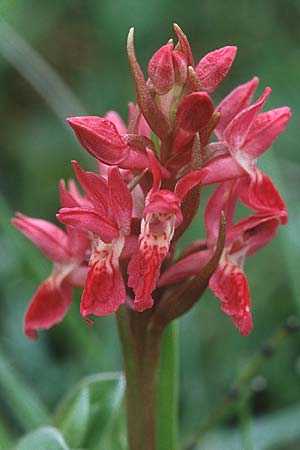 Dactylorhiza coccinea \ Dünen-Fingerwurz, GB  South Wales, Kenfig 16.6.1999 