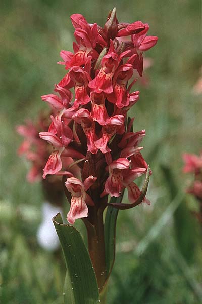 Dactylorhiza coccinea \ Dünen-Fingerwurz, GB  South Wales, Kenfig 16.6.1999 