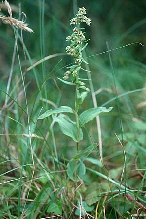 Epipactis dunensis \ Dünen-Ständelwurz, GB  North Wales 29.7.1998 