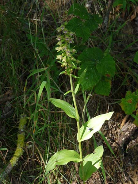 Epipactis dunensis \ Dünen-Ständelwurz, GB  Sandscale Haws 17.7.2014 (Photo: Christoph Gerbersmann)
