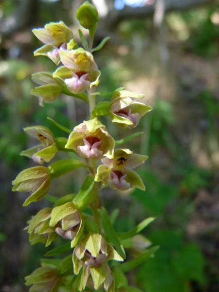 Epipactis dunensis \ Dünen-Ständelwurz, GB  Sandscale Haws 17.7.2014 (Photo: Christoph Gerbersmann)