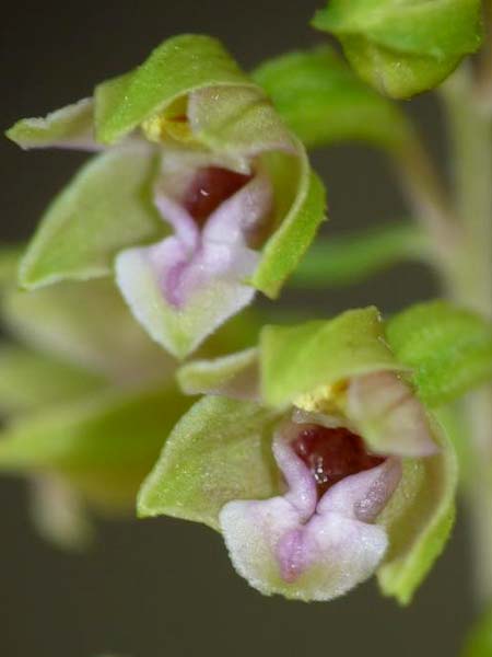 Epipactis dunensis \ Dünen-Ständelwurz, GB  Sandscale Haws 17.7.2014 (Photo: Christoph Gerbersmann)