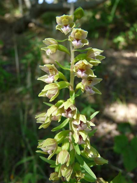 Epipactis dunensis \ Dünen-Ständelwurz, GB  Sandscale Haws 17.7.2014 (Photo: Christoph Gerbersmann)