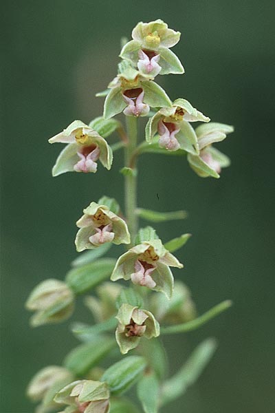 Epipactis dunensis \ Dünen-Ständelwurz, GB  North Wales 29.7.1998 