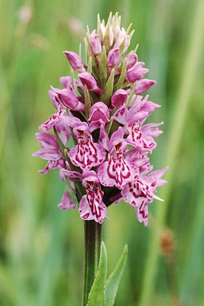 Dactylorhiza fuchsii x purpurella, GB   Hartlepool 19.6.1999 