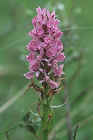 Dactylorhiza fuchsii x praetermissa, GB   South Wales, Kenfig 2.7.1997 