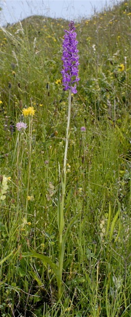 Dactylorhiza praetermissa x Gymnadenia conopsea subsp. densiflora, GB   South Wales, Kenfig 29.6.2009 (Photo: Michael J. Clark)