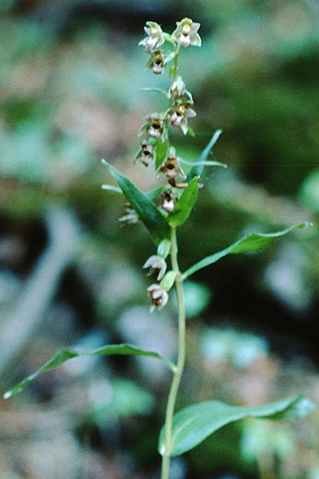 Epipactis neglecta var. collina \ Risborough-Ständelwurz, GB  Buckinghamshire 5.8.1998 