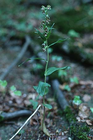 Epipactis neglecta var. collina \ Risborough-Ständelwurz, GB  Buckinghamshire 5.8.1998 