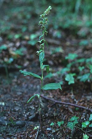 Epipactis neglecta var. collina \ Risborough-Ständelwurz, GB  Buckinghamshire 5.8.1998 