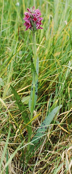 Dactylorhiza purpurella var. atrata / Northern Marsh Orchid, GB  Hartlepool 19.6.1999 