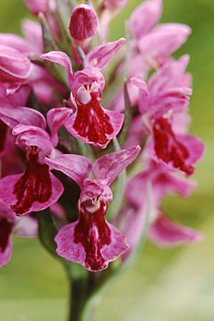 Dactylorhiza purpurella var. atrata / Northern Marsh Orchid, GB  Hartlepool 19.6.1999 
