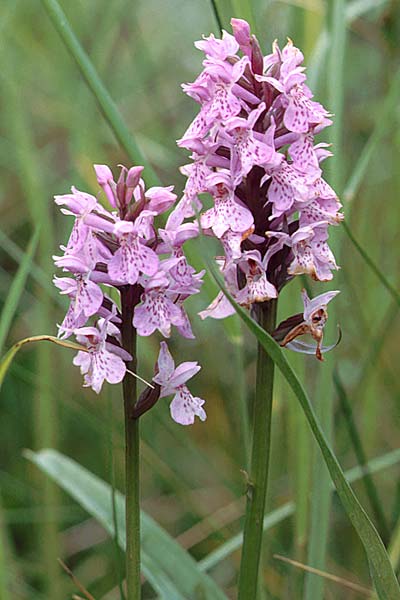 Dactylorhiza praetermissa \ Übersehene Fingerwurz, Übersehenes Knabenkraut / Southern Marsh Orchid, GB  South Wales, Kenfig 2.7.1997 