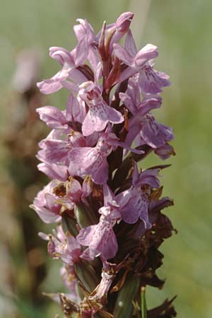 Dactylorhiza praetermissa \ Übersehene Fingerwurz, Übersehenes Knabenkraut / Southern Marsh Orchid, GB  Burnham-on-Sea 9.7.1997 