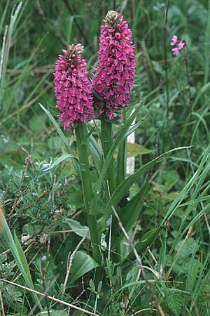 Dactylorhiza praetermissa \ Übersehene Fingerwurz, Übersehenes Knabenkraut / Southern Marsh Orchid, GB  South Wales, Kenfig 16.6.1999 