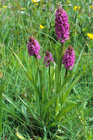 Dactylorhiza praetermissa \ Übersehene Fingerwurz, Übersehenes Knabenkraut / Southern Marsh Orchid, GB  Hampshire 20.6.1999 