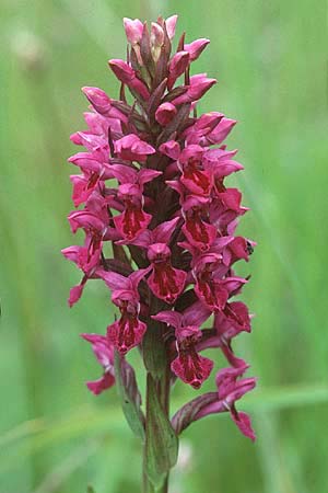 Dactylorhiza purpurella var. atrata / Northern Marsh Orchid, GB  Hartlepool 19.6.1999 