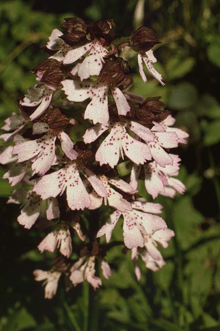 Orchis purpurea \ Purpur-Knabenkraut / Lady Orchid, GB  Kent Stockbury 15.5.1998 (Photo: Duncan R. A. McCree)