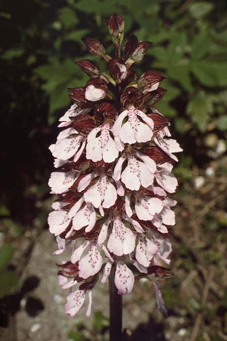Orchis purpurea \ Purpur-Knabenkraut / Lady Orchid, GB  Kent Burham 12.5.1998 (Photo: Duncan R. A. McCree)