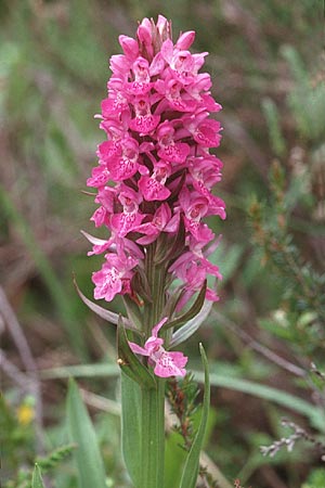 Dactylorhiza pulchella x purpurella, GB   Hampshire, New Forest 14.6.1999 