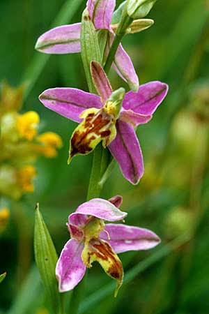 Ophrys apifera var. trollii \ Trolls Bienen-Ragwurz / Troll's Bee Orchid, GB  Gloucester 15.6.1999 