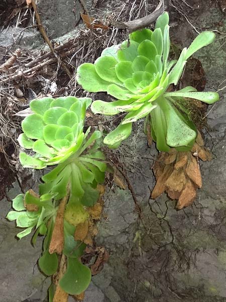 Aeonium canariense subsp. latifolium \ Flache Greenovia / Yellow Houseleek, La Gomera NP Garajonay 5.8.2015 (Photo: Markus Schrade)