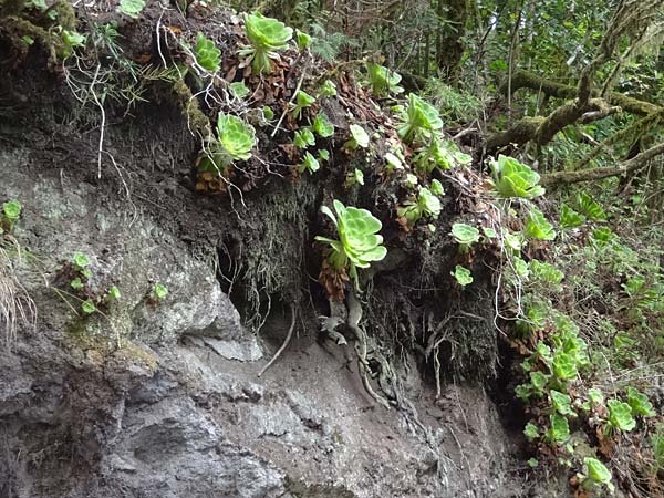Aeonium canariense subsp. latifolium \ Flache Greenovia / Yellow Houseleek, La Gomera NP Garajonay 5.8.2015 (Photo: Markus Schrade)