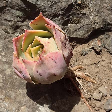 Aeonium canariense subsp. latifolium \ Flache Greenovia / Yellow Houseleek, La Gomera Chipude 7.8.2015 (Photo: Markus Schrade)