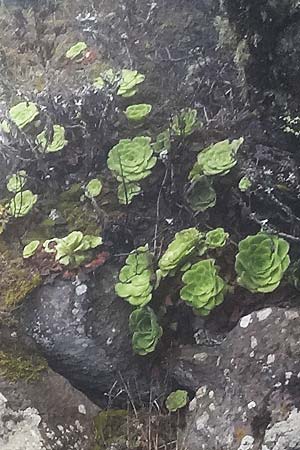 Aeonium canariense subsp. latifolium \ Flache Greenovia / Yellow Houseleek, La Gomera Vallehermoso 8.8.2015 (Photo: Markus Schrade)