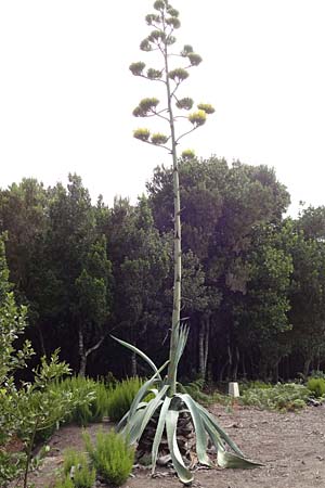 Agave americana \ Amerikanische Agave / American Agave, La Gomera Las Hayas 6.8.2015 (Photo: Markus Schrade)