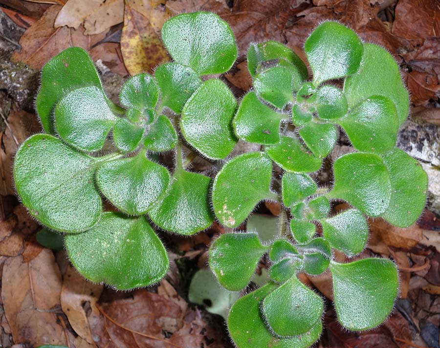 Aichryson laxum \ Lockerblatt-Aichryson, Baum der Liebe / Tree of Love, Mice Ears, La Gomera Las Hayas 6.8.2015 (Photo: Markus Schrade)