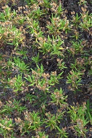 Cistus monspeliensis \ Montpellier-Zistrose / Montpellier Cistus, La Gomera NP Garajonay 5.8.2015 (Photo: Markus Schrade)