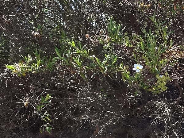 Cistus monspeliensis \ Montpellier-Zistrose / Montpellier Cistus, La Gomera Las Hayas 6.8.2015 (Photo: Markus Schrade)