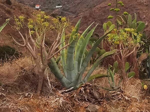 Euphorbia broussonetii \ Broussonets Wolfsmilch / Broussonet's Spurge, La Gomera Hermigua 4.8.2015 (Photo: Markus Schrade)
