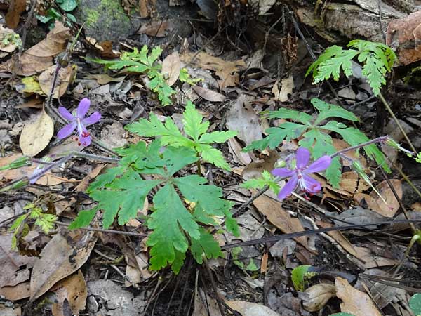 Geranium reuteri \ Kanaren-Storchschnabel / Canary Island Crane's-Bill, La Gomera Las Hayas 6.8.2015 (Photo: Markus Schrade)
