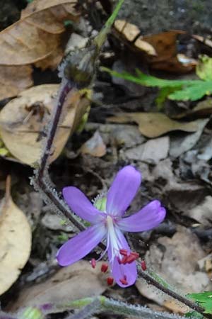 Geranium reuteri \ Kanaren-Storchschnabel / Canary Island Crane's-Bill, La Gomera Las Hayas 6.8.2015 (Photo: Markus Schrade)